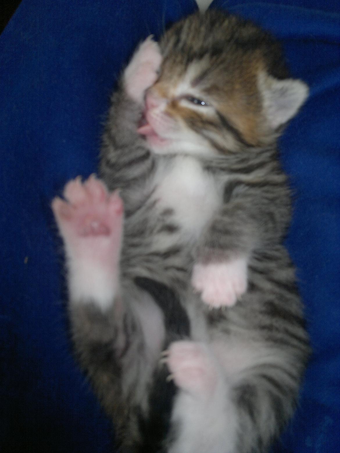 Blanding af racer Frida billede 9