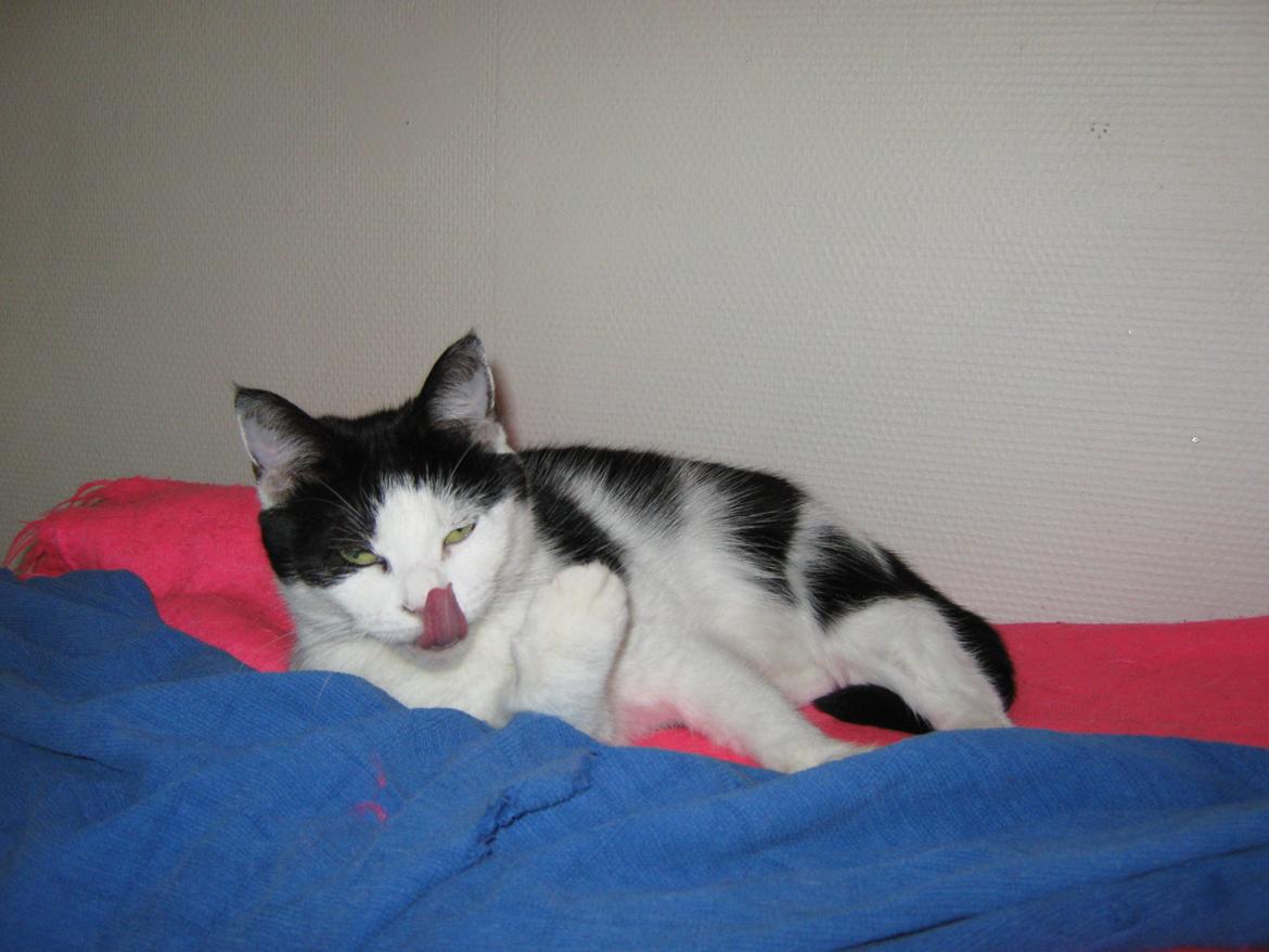 Huskat Lillemis billede 2