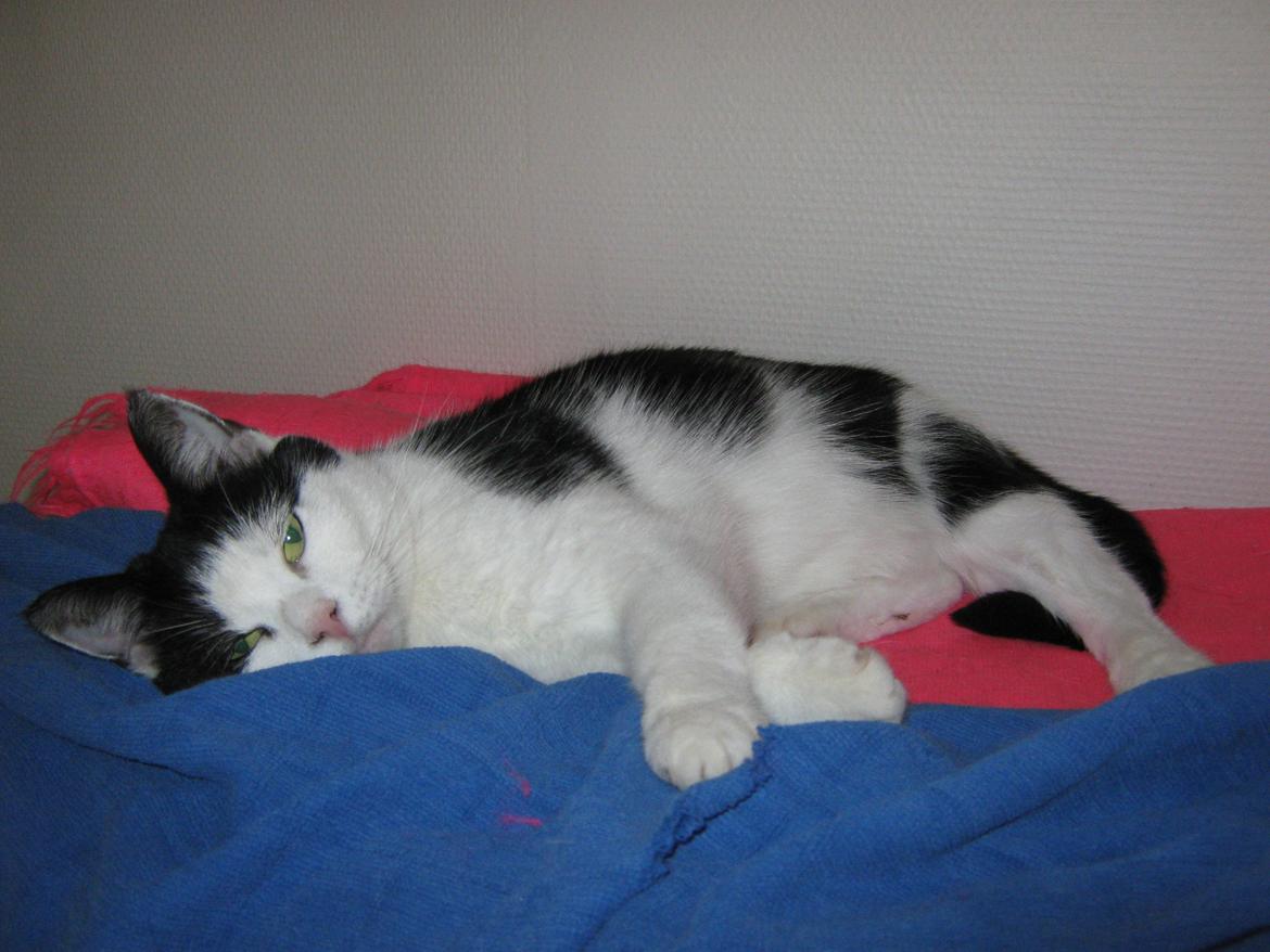 Huskat Lillemis billede 9