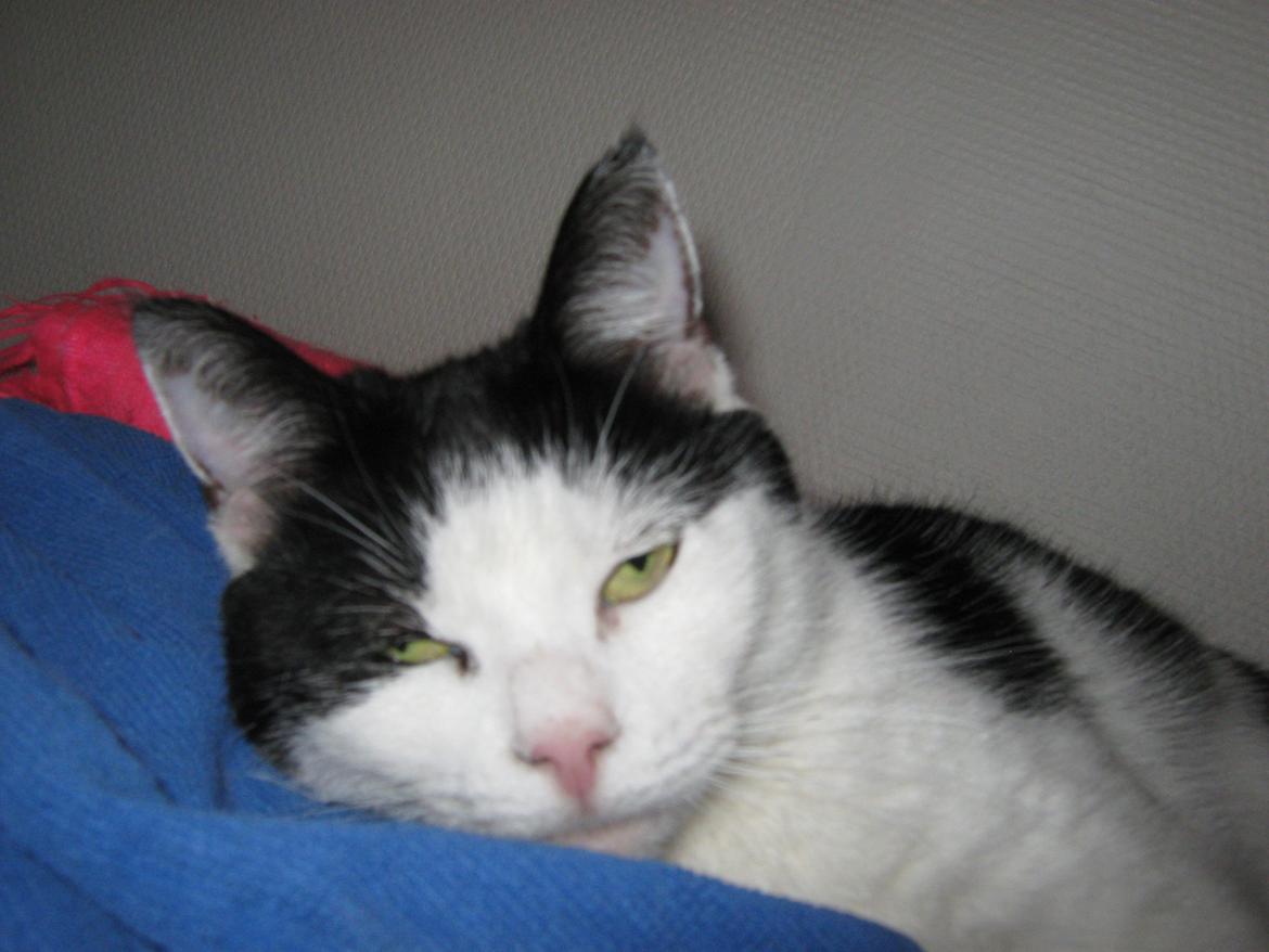 Huskat Lillemis billede 10