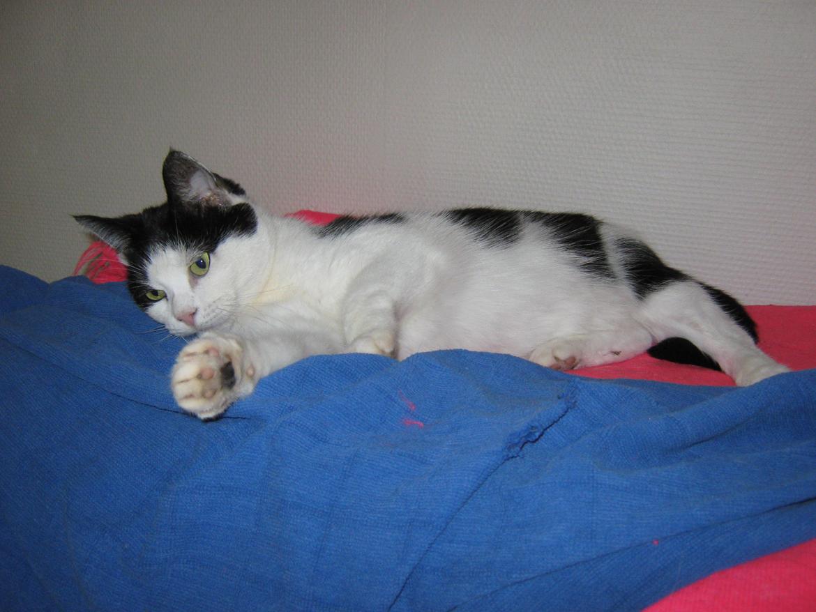 Huskat Lillemis billede 11