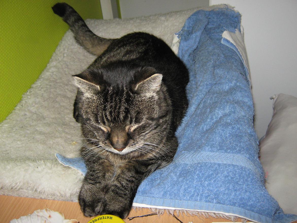 Huskat Peter billede 14