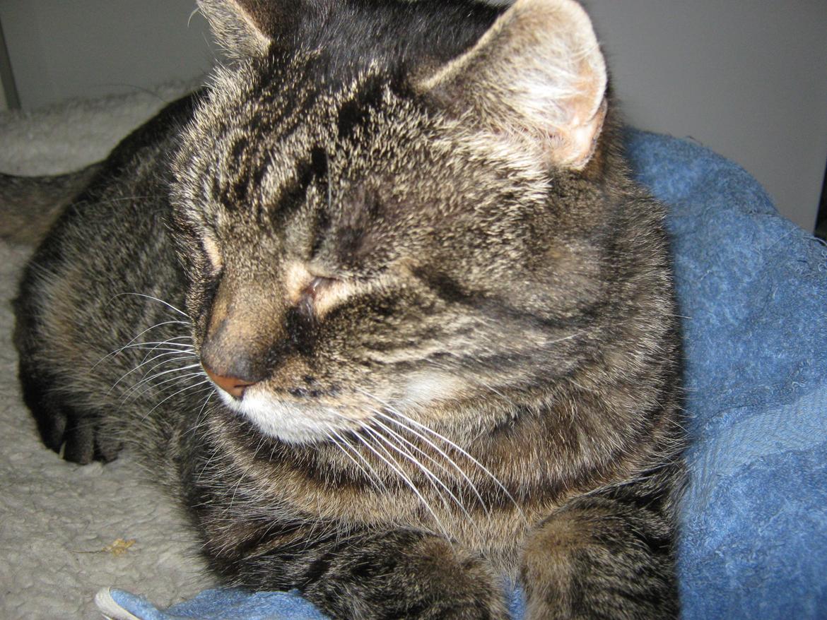 Huskat Peter billede 15