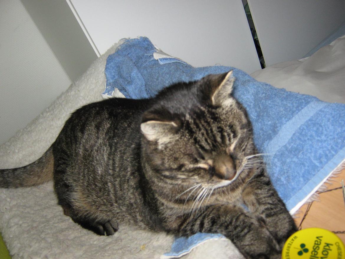 Huskat Peter billede 16