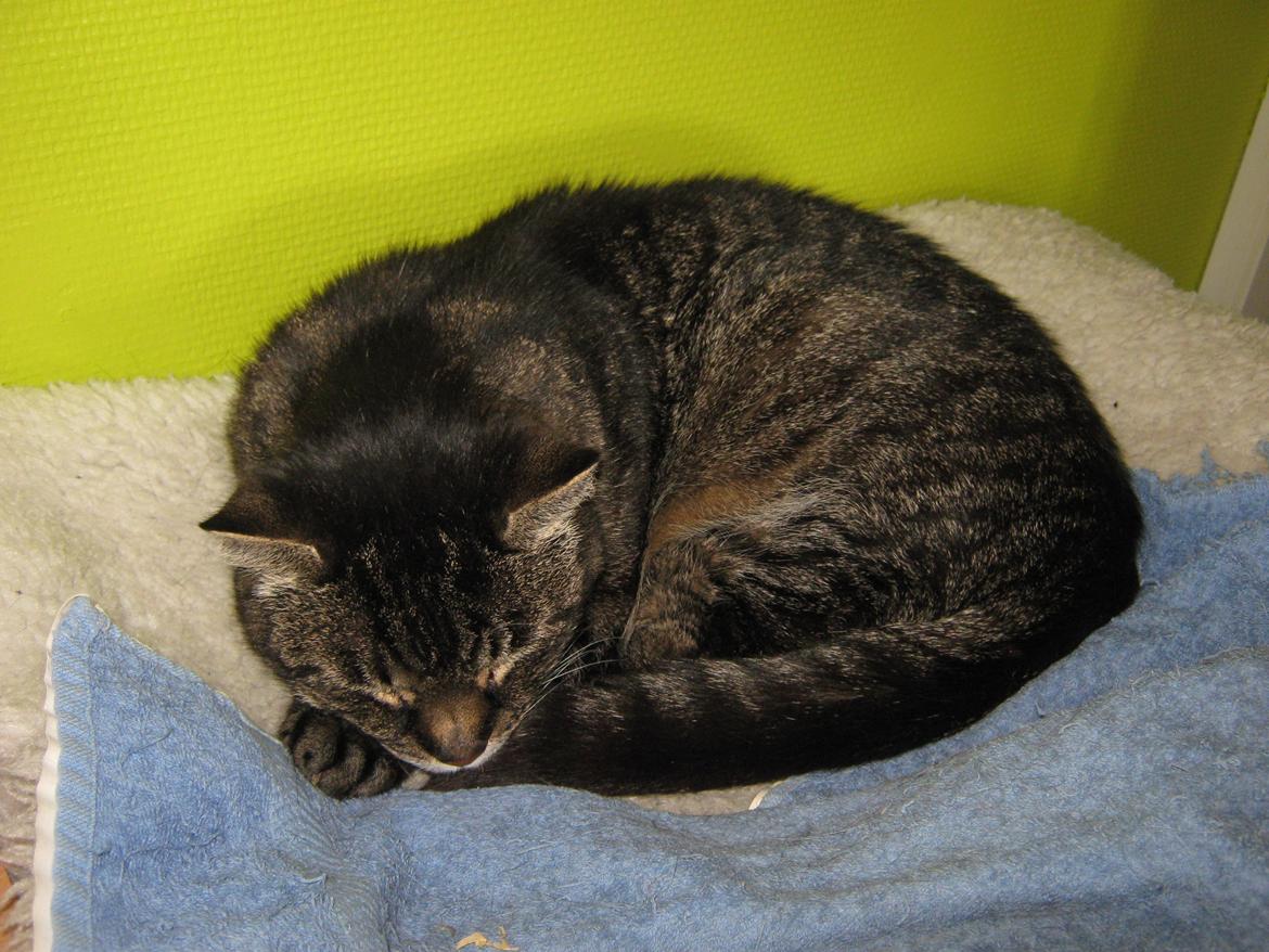 Huskat Peter billede 17