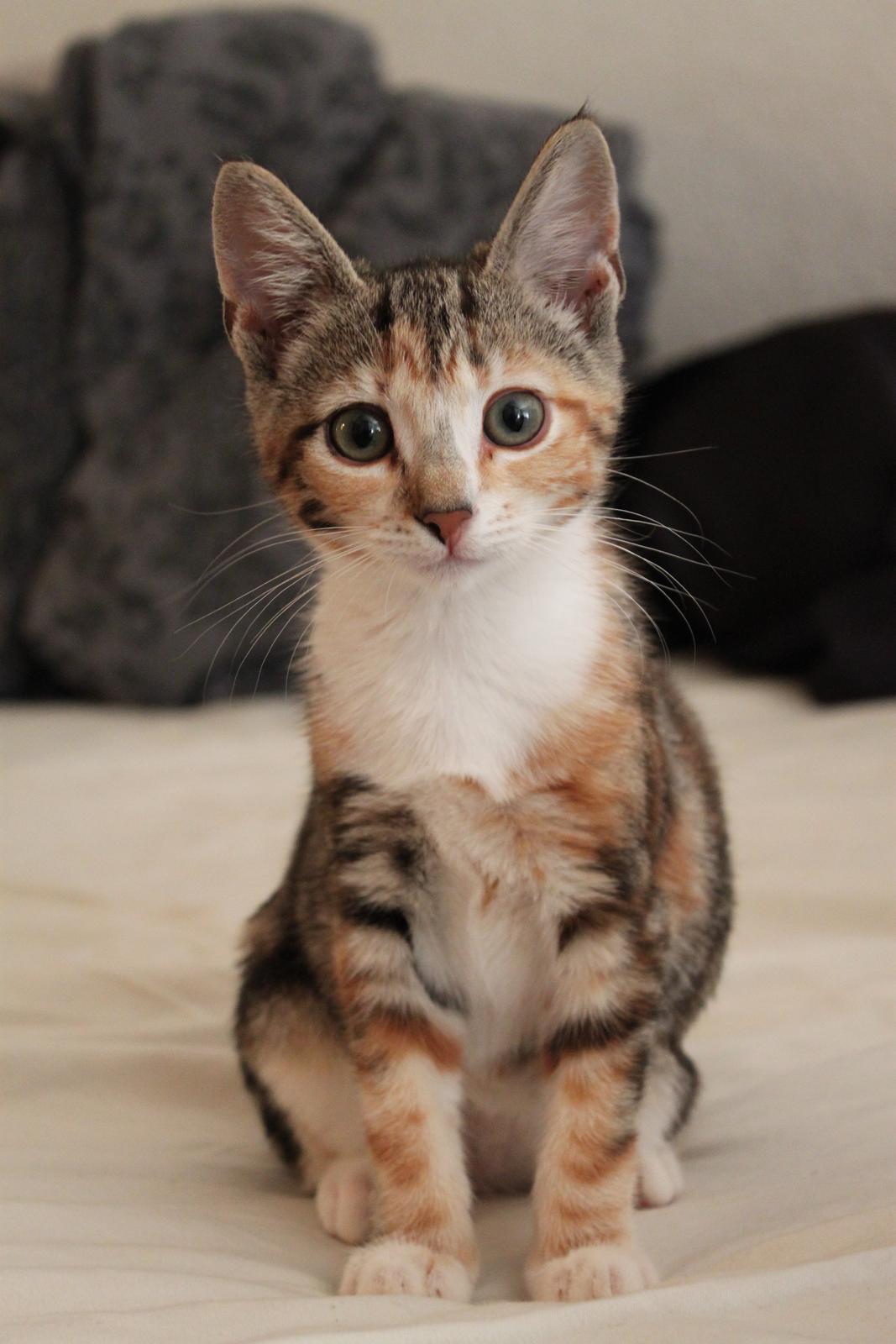 Blanding af racer Hope billede 1