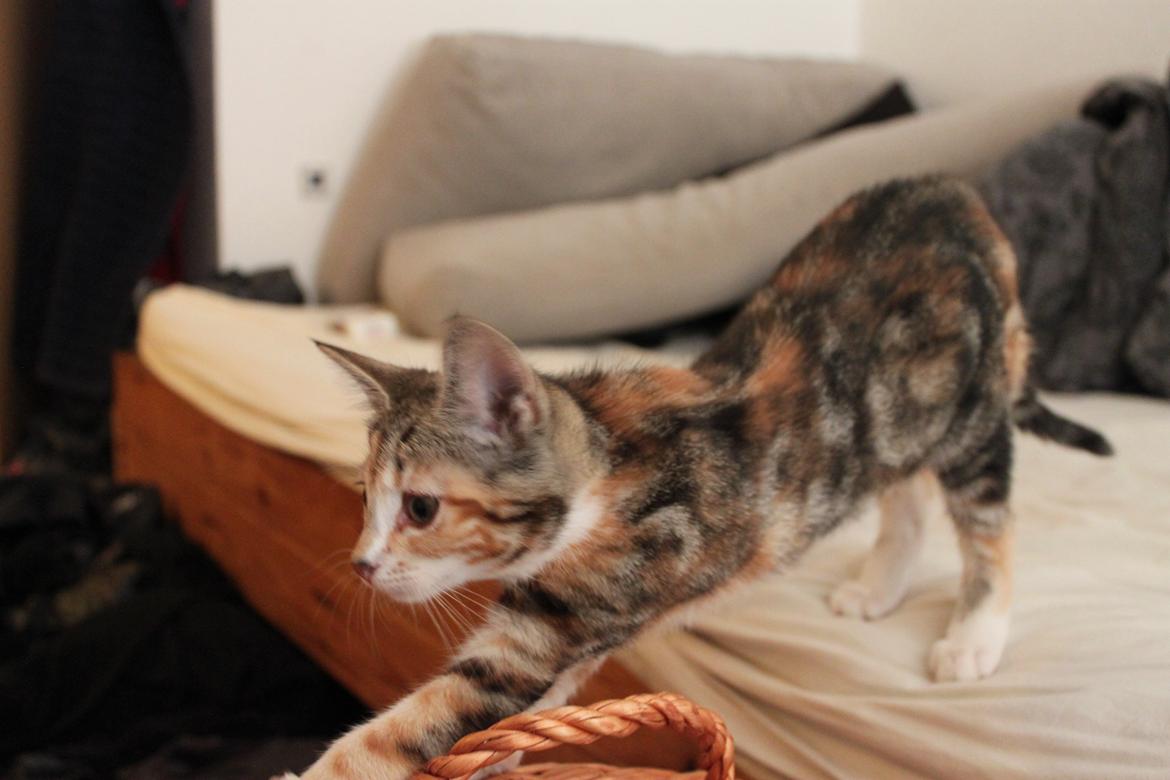 Blanding af racer Hope billede 12