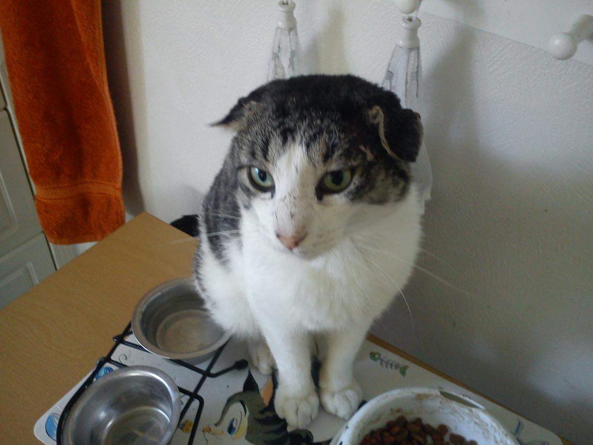 Huskat Basse billede 20