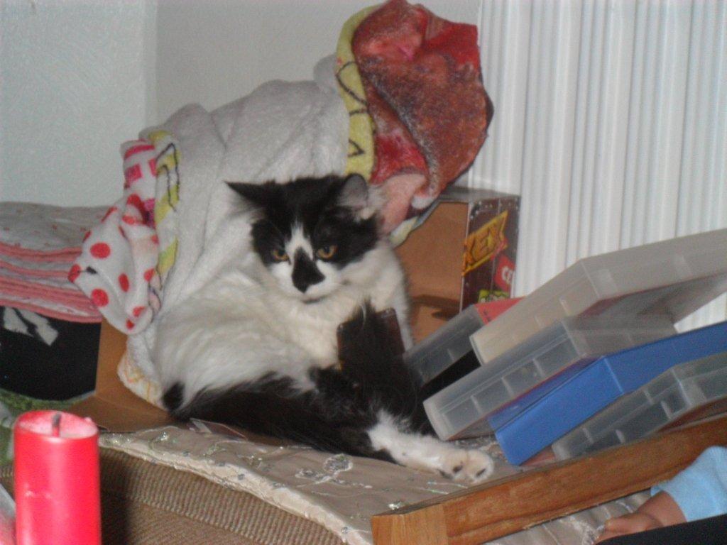 Blanding af racer Duchess billede 1