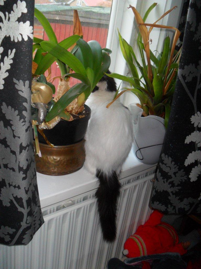 Blanding af racer Duchess billede 3