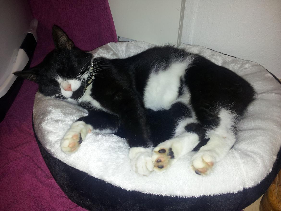 Huskat Jensen - Min deejlige nye seng jeg fik af min mor <3 billede 3