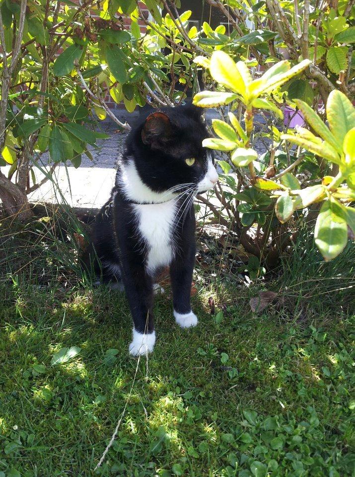 Huskat Jensen - Det var lidt farligt at være ude i haven de første par gange :)
 billede 4