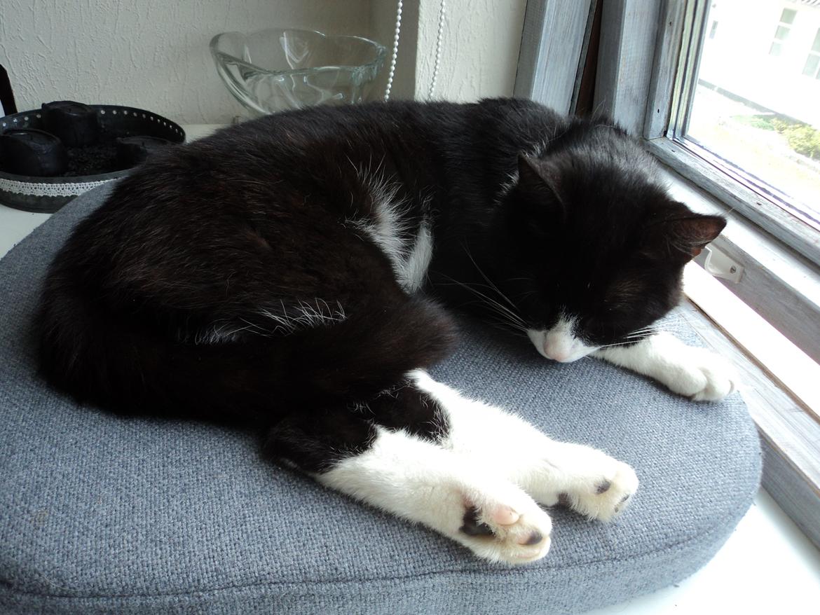 Huskat Jensen - Min yndligt plads :D billede 5