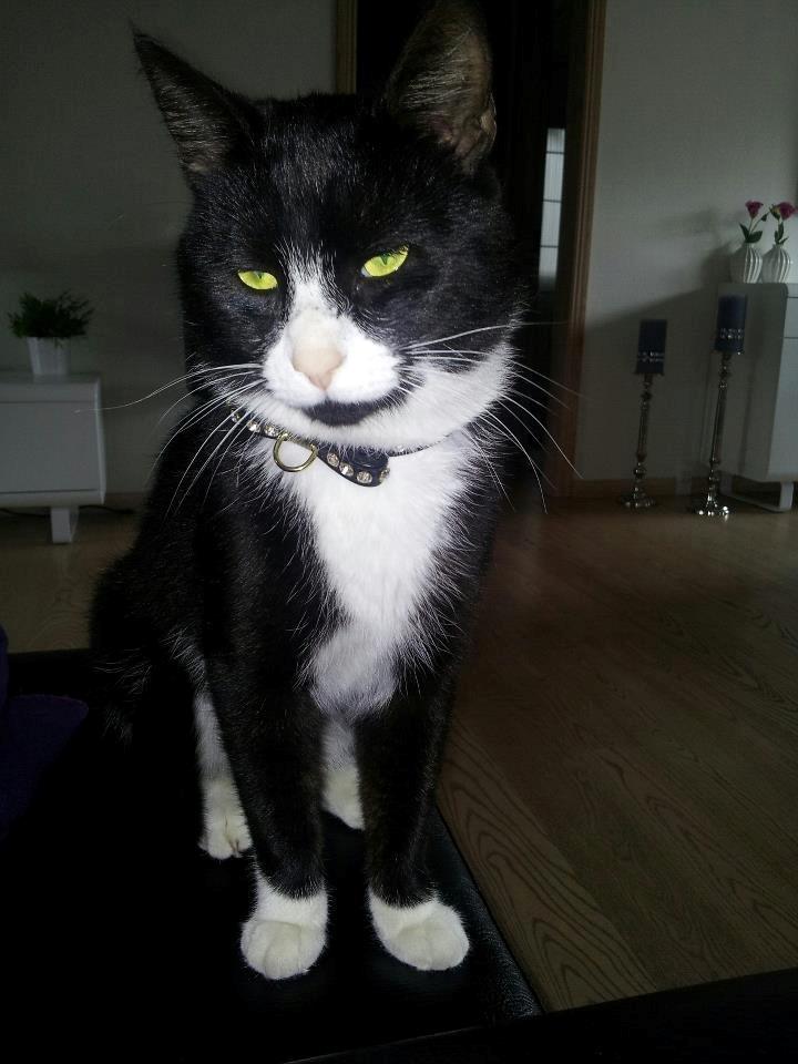 Huskat Jensen - Velkommen til min profil :) billede 1