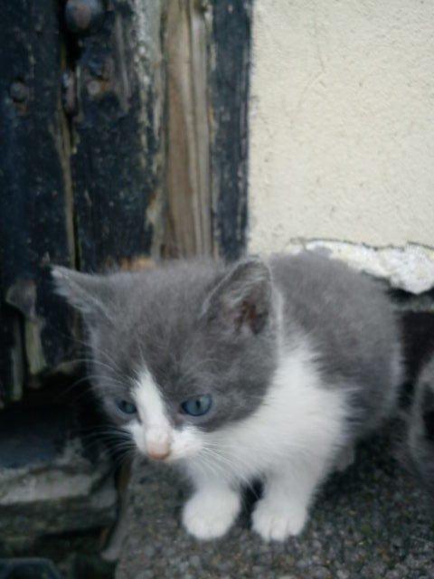 Blanding af racer Duchess<33 billede 1