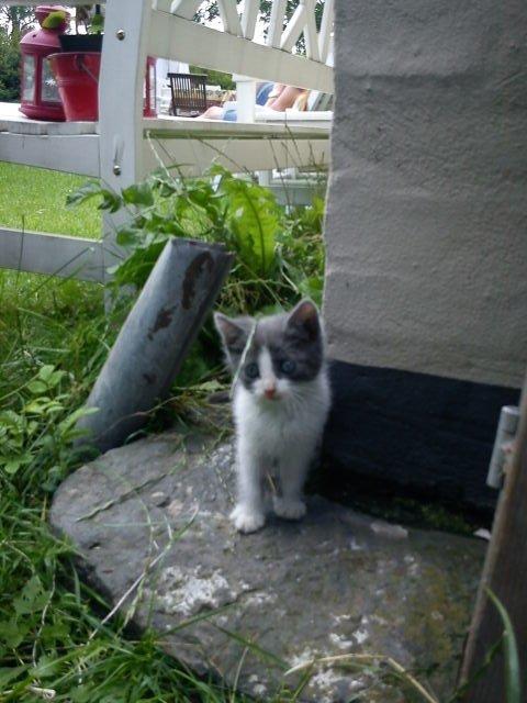 Blanding af racer Duchess<33 billede 2