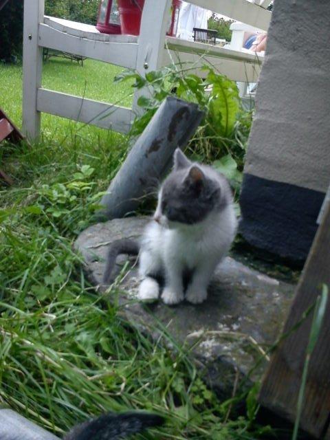 Blanding af racer Duchess<33 billede 3