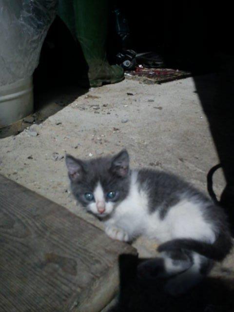 Blanding af racer Duchess<33 billede 4