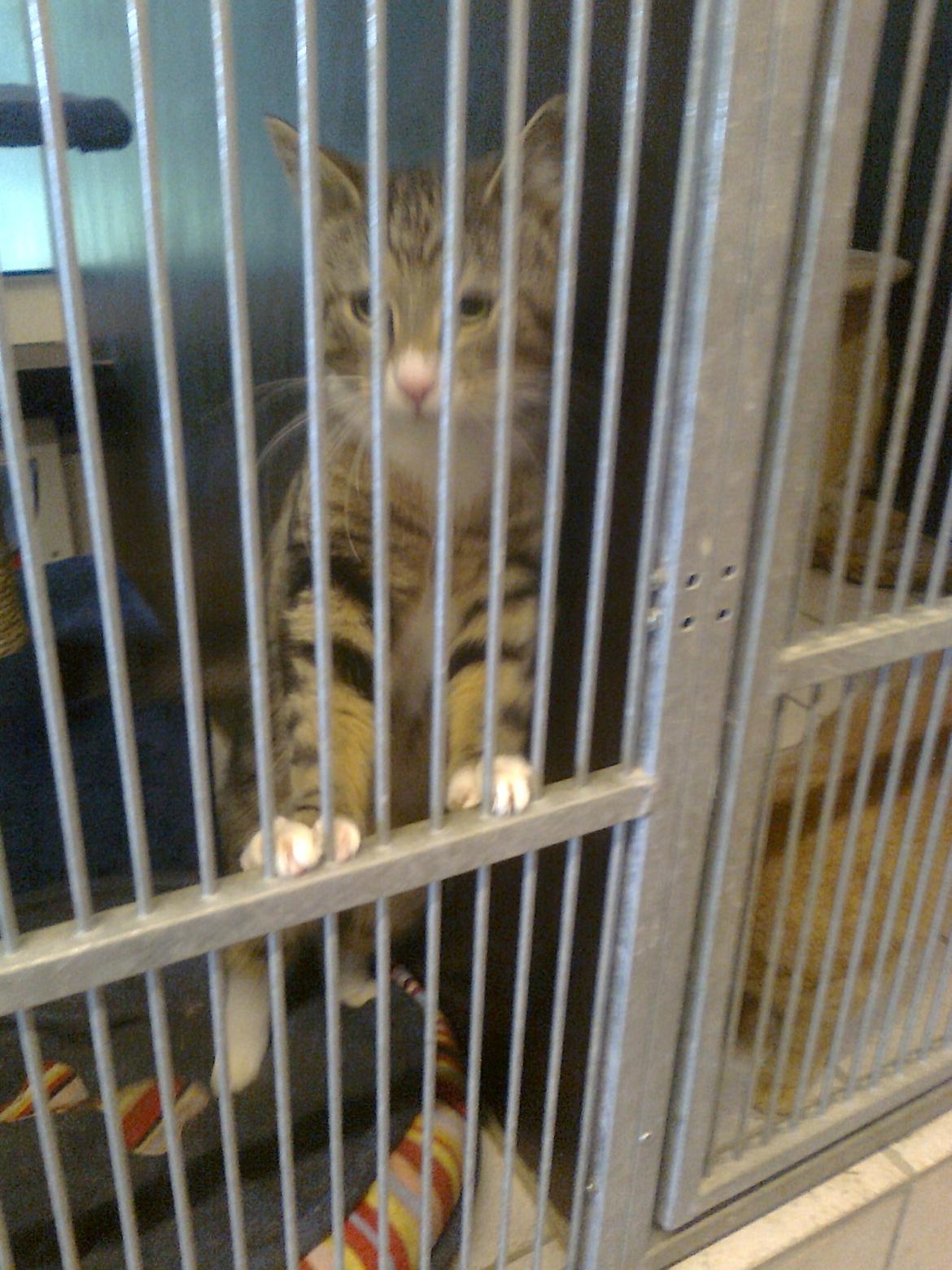 Blanding af racer Bubber - Den charmerende kat faldt jeg for inden der var gået 10 min !:-D billede 1