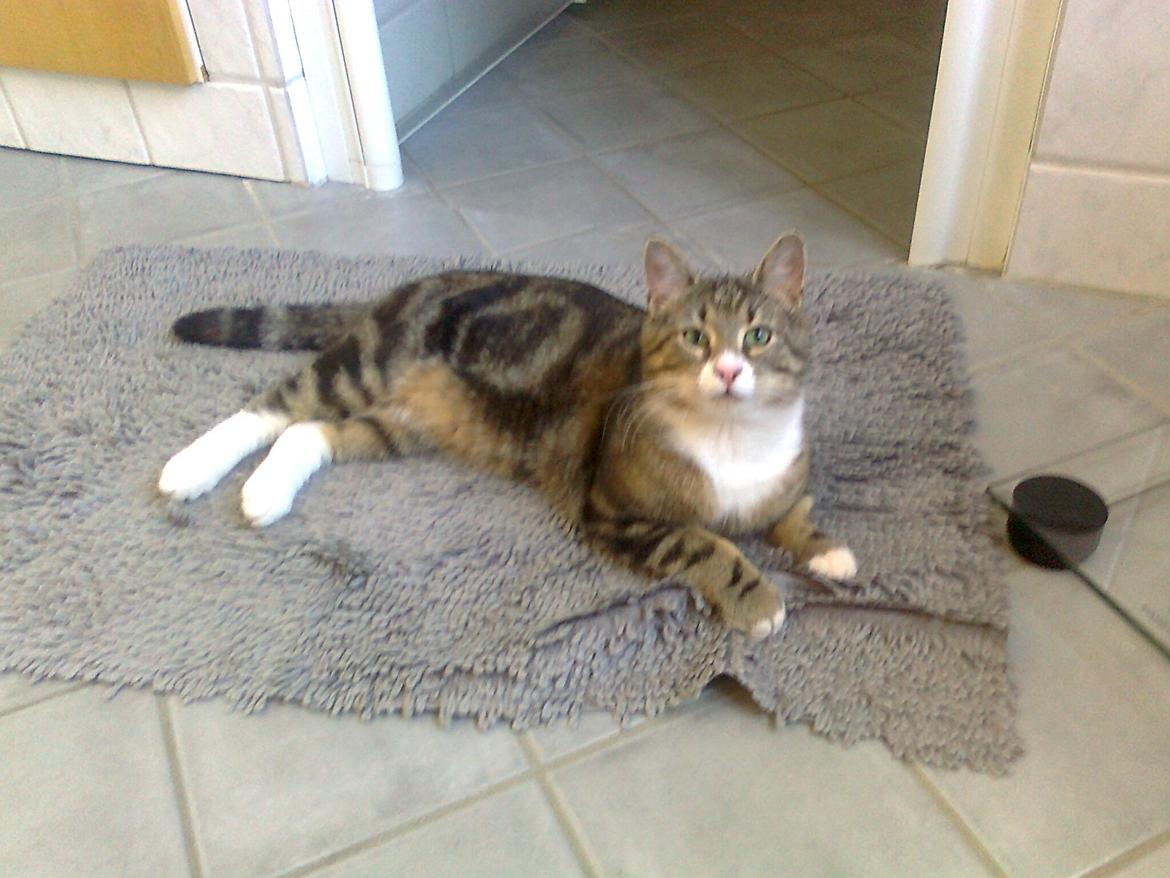 Blanding af racer Bubber - Ja, Bubber var lige med mig på toilet :-D billede 3