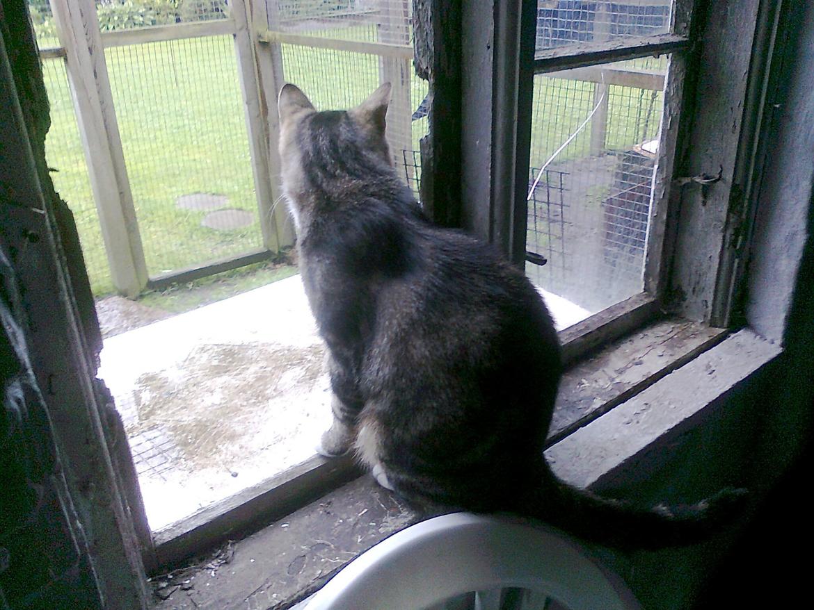 Blanding af racer Bubber - Gården han gik i inden han begyndte at komme helt ud billede 4