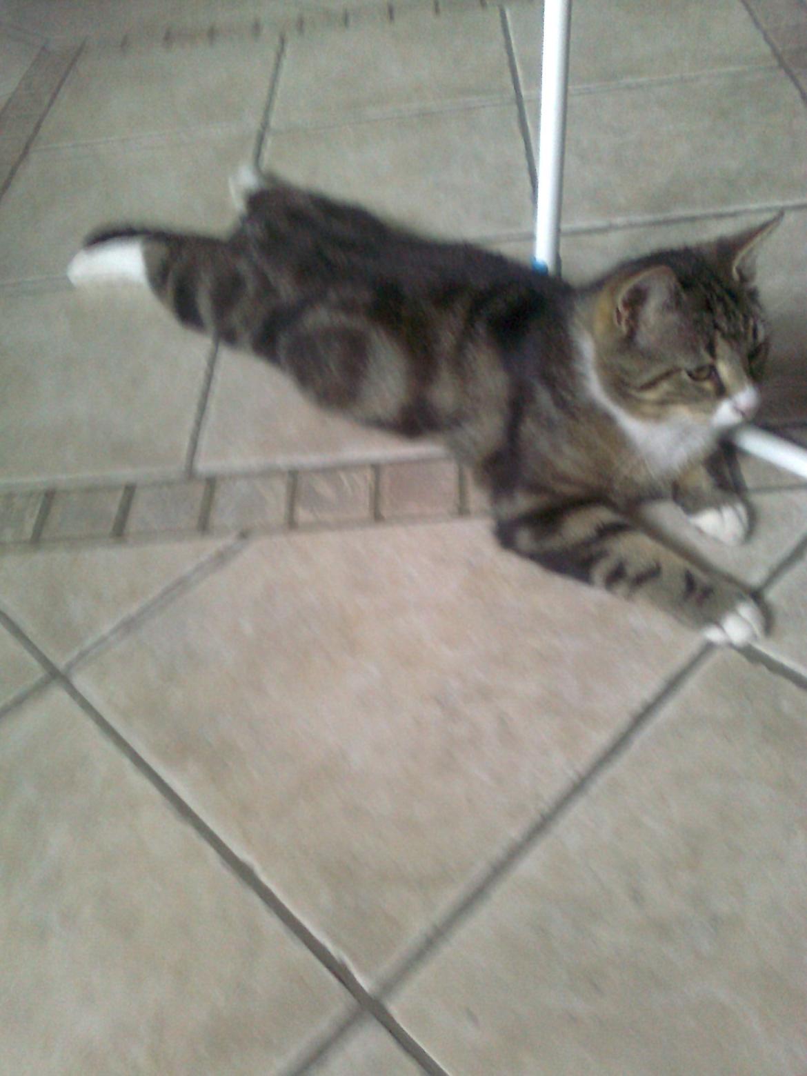 Blanding af racer Bubber - afslapning billede 5