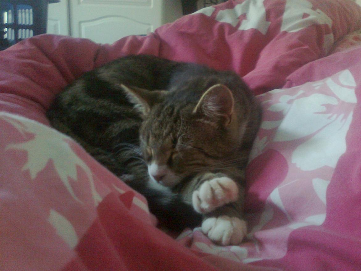 Blanding af racer Bubber - putter i min seng med dynen :-) billede 6