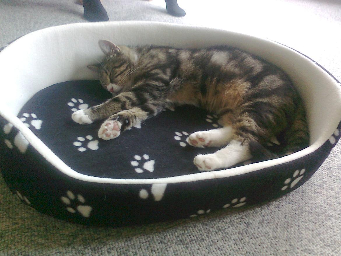 Blanding af racer Bubber - Bubber i sin nye seng :oo) billede 7