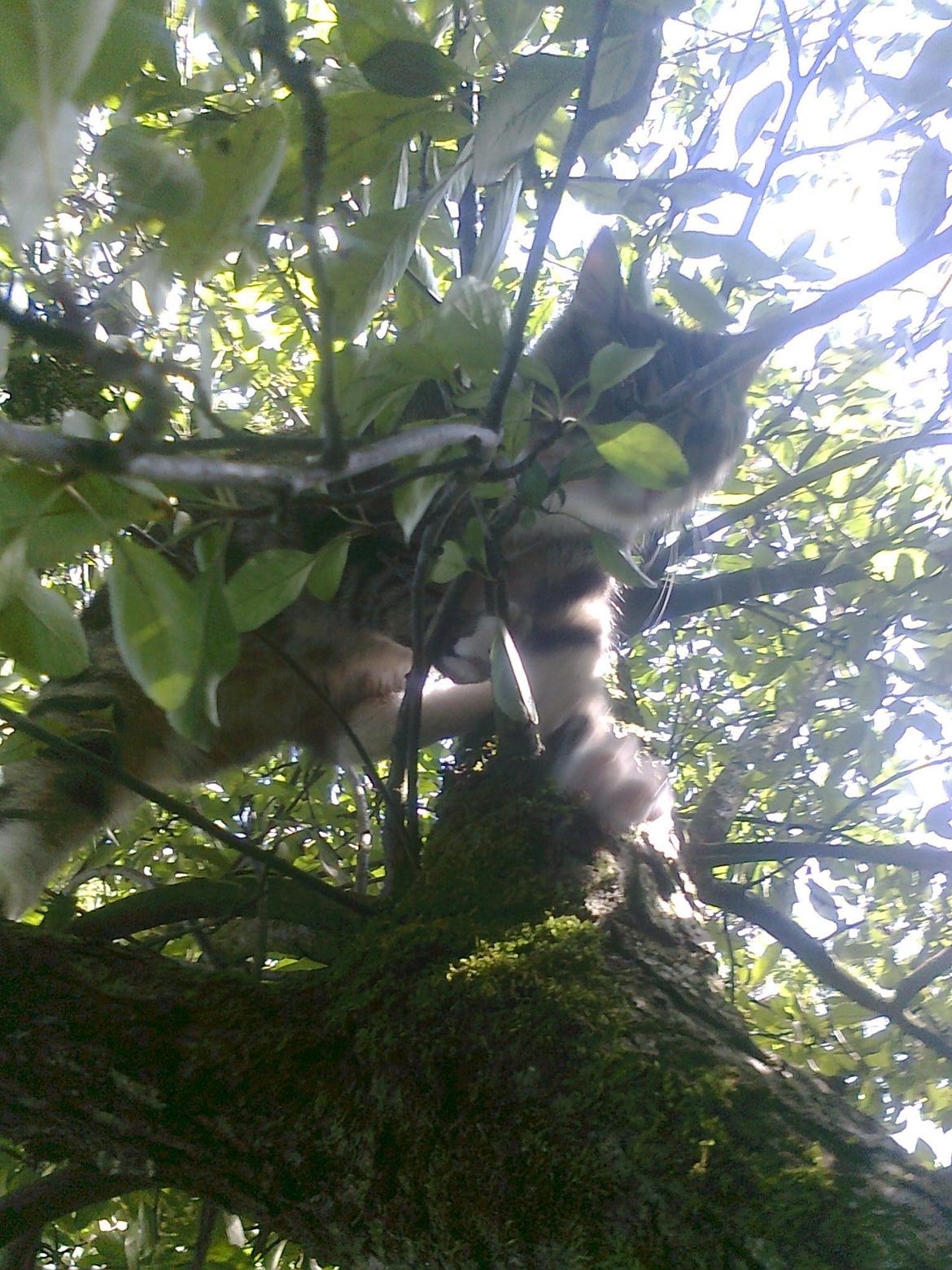 Blanding af racer Bubber - første gang han klatrede i træer, og det resulterede i at han var ved at falde nej billede 8