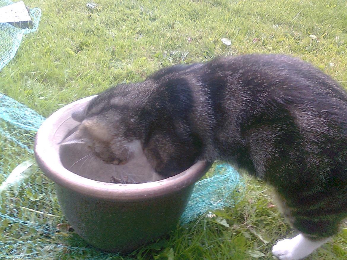 Blanding af racer Bubber - en tom krukke, spændene ! billede 9