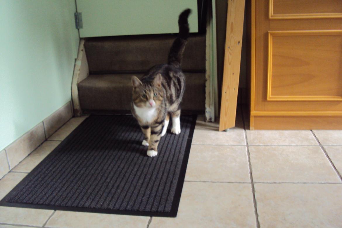 Blanding af racer Bubber - den første dag han var hjemme ved os :o) billede 11