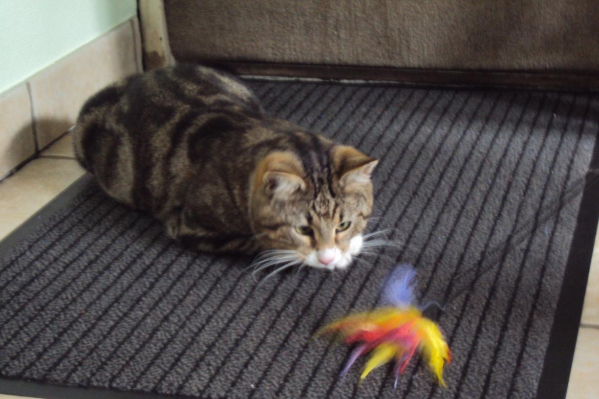 Blanding af racer Bubber - frækkert :P billede 12