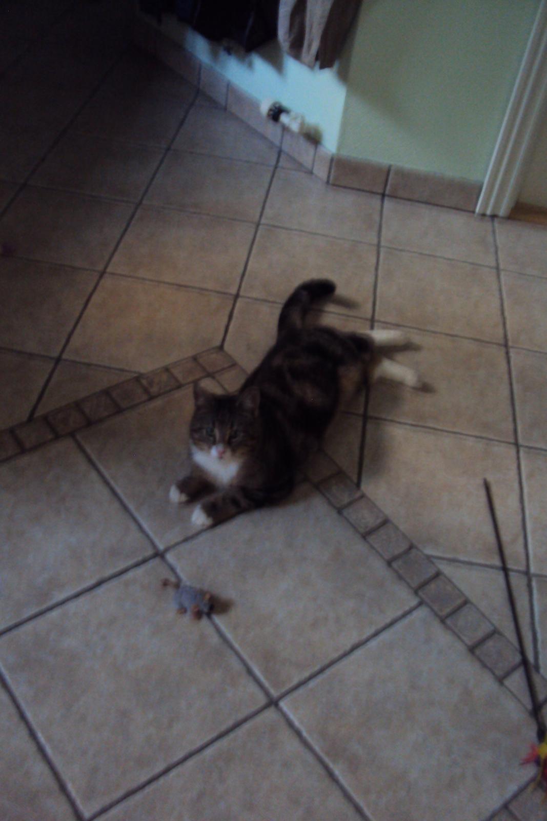 Blanding af racer Bubber - livet er hårdt billede 13