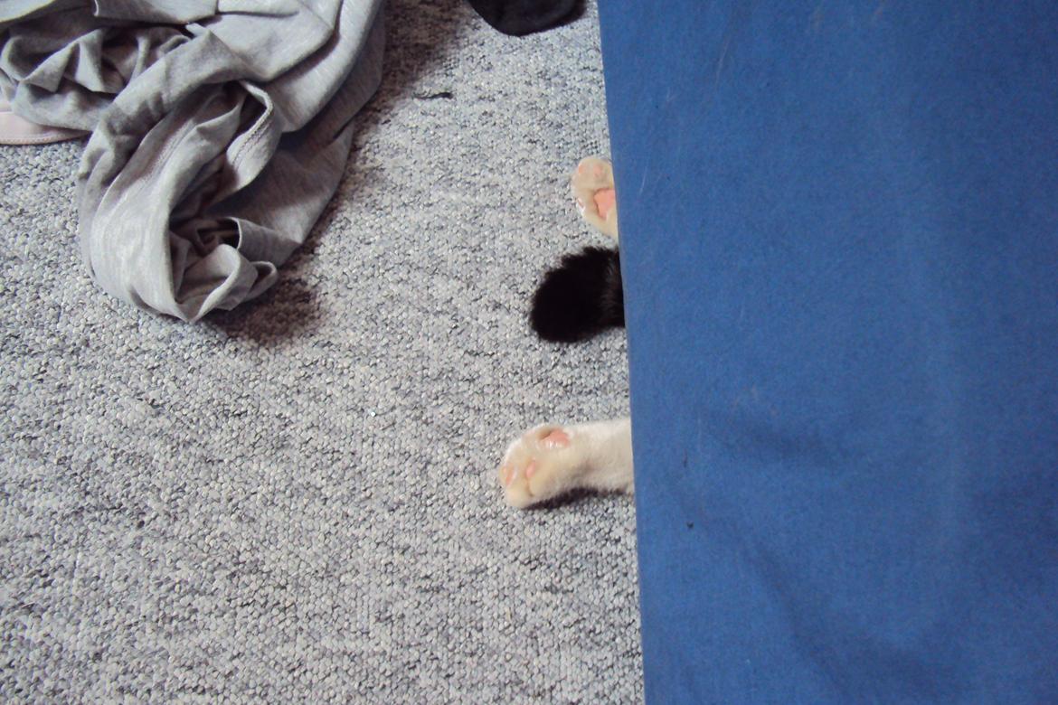 Blanding af racer Bubber - bubber forsvandt under sengen, tak for kigget !:o) billede 14