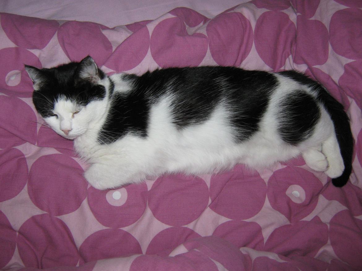 Huskat Lillemis billede 12