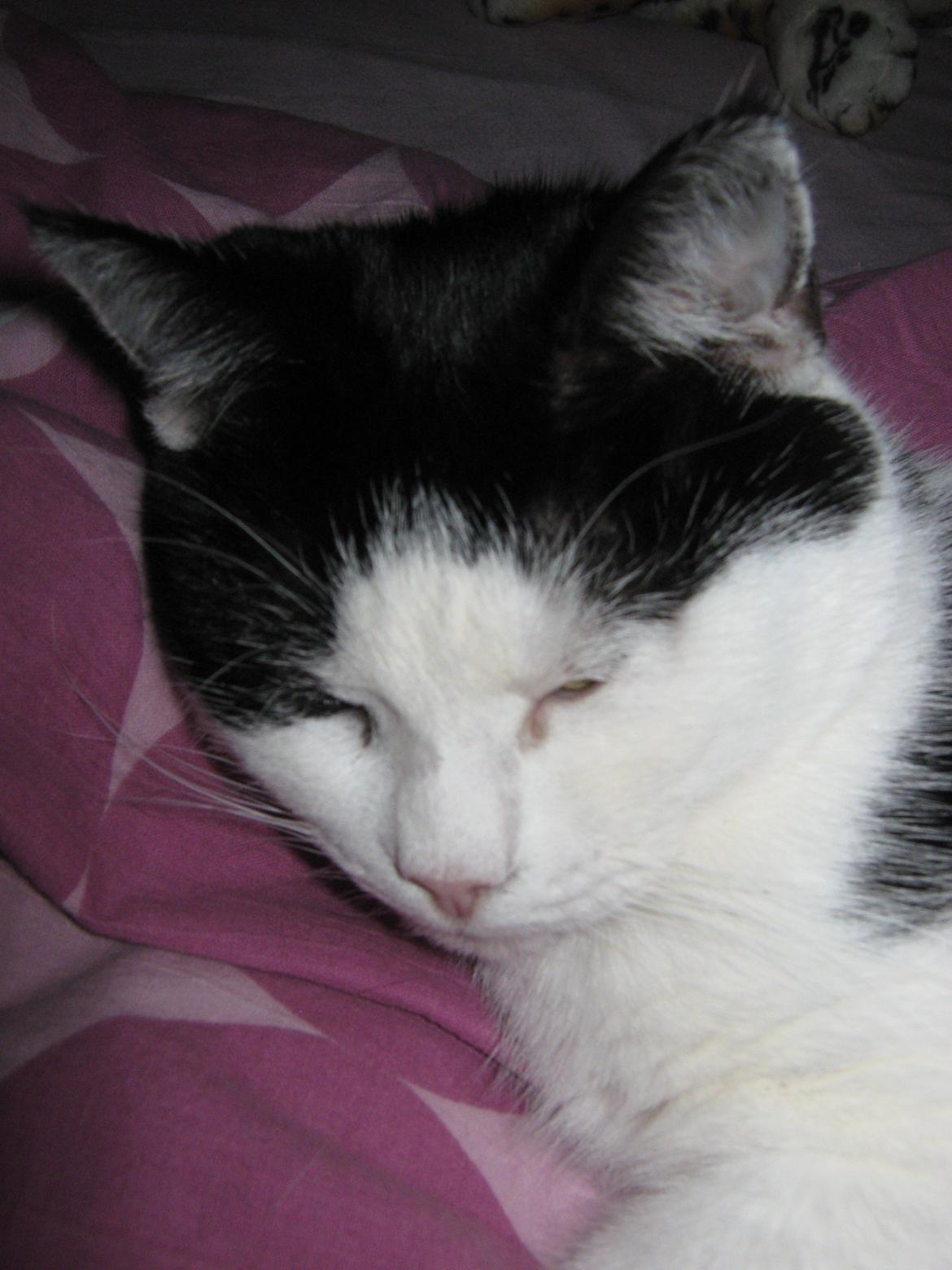 Huskat Lillemis billede 13