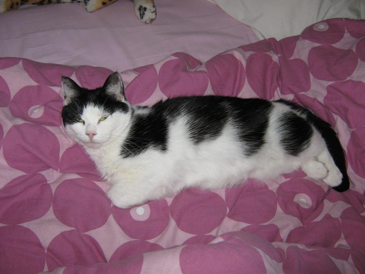 Huskat Lillemis billede 14