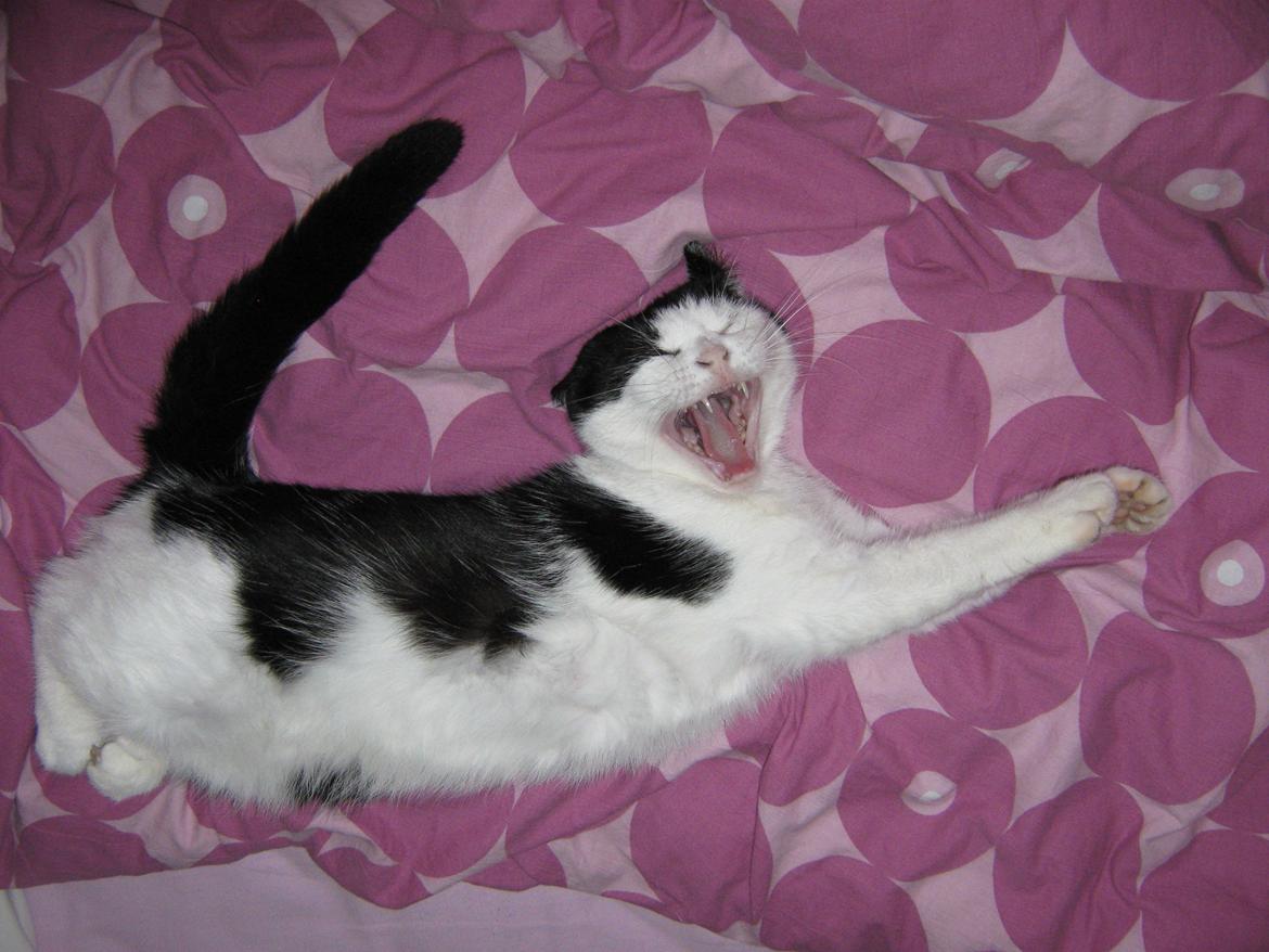 Huskat Lillemis billede 15