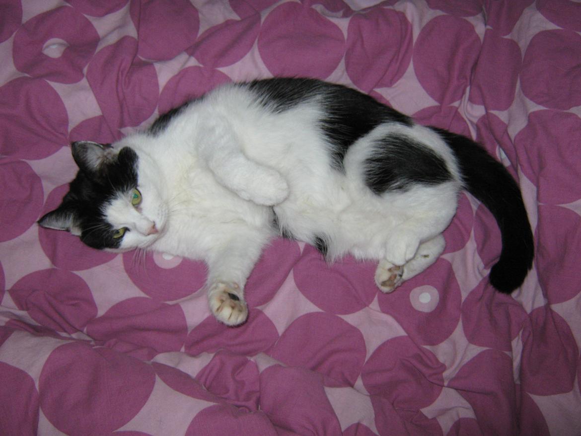 Huskat Lillemis billede 16