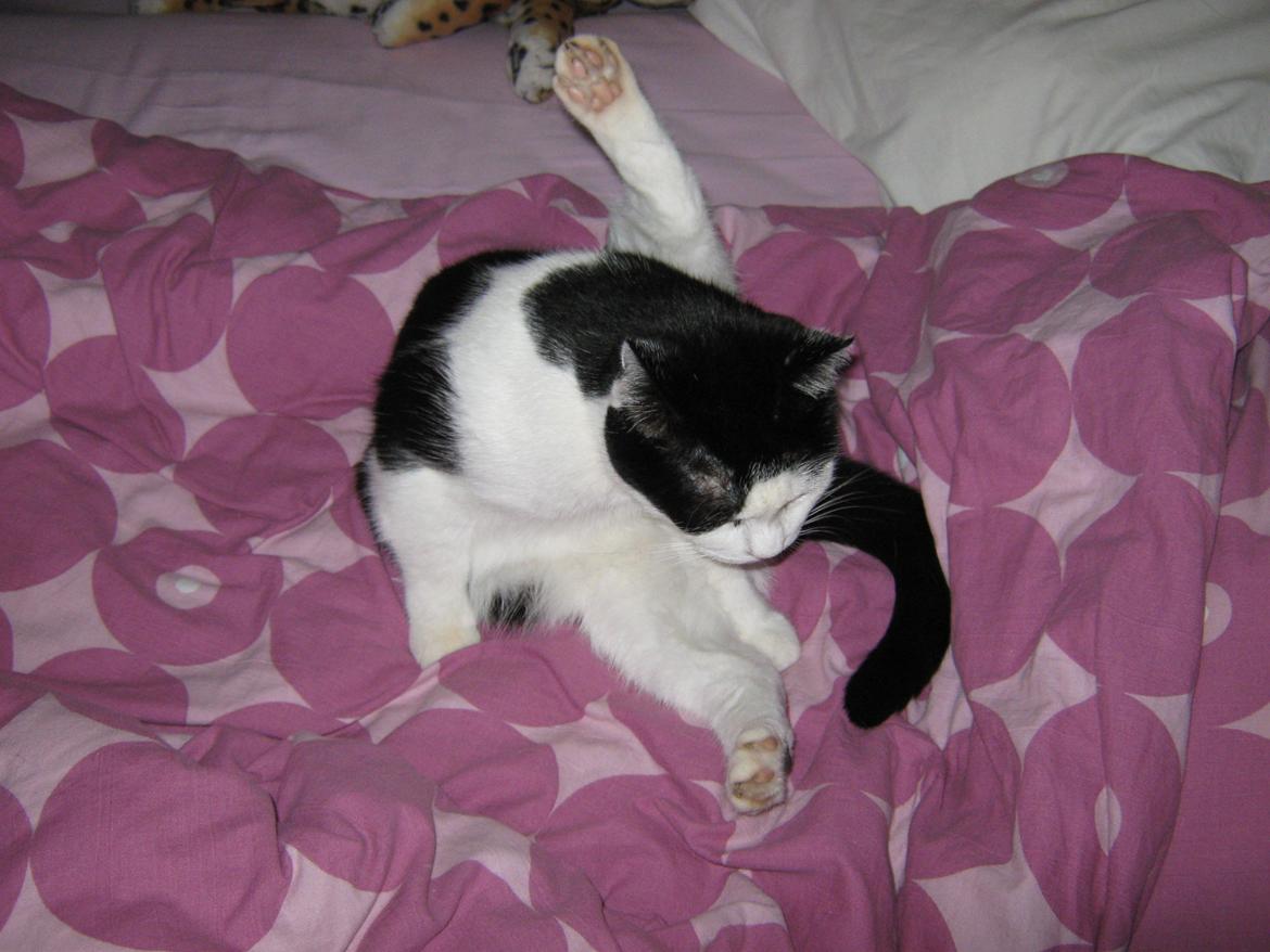 Huskat Lillemis billede 17