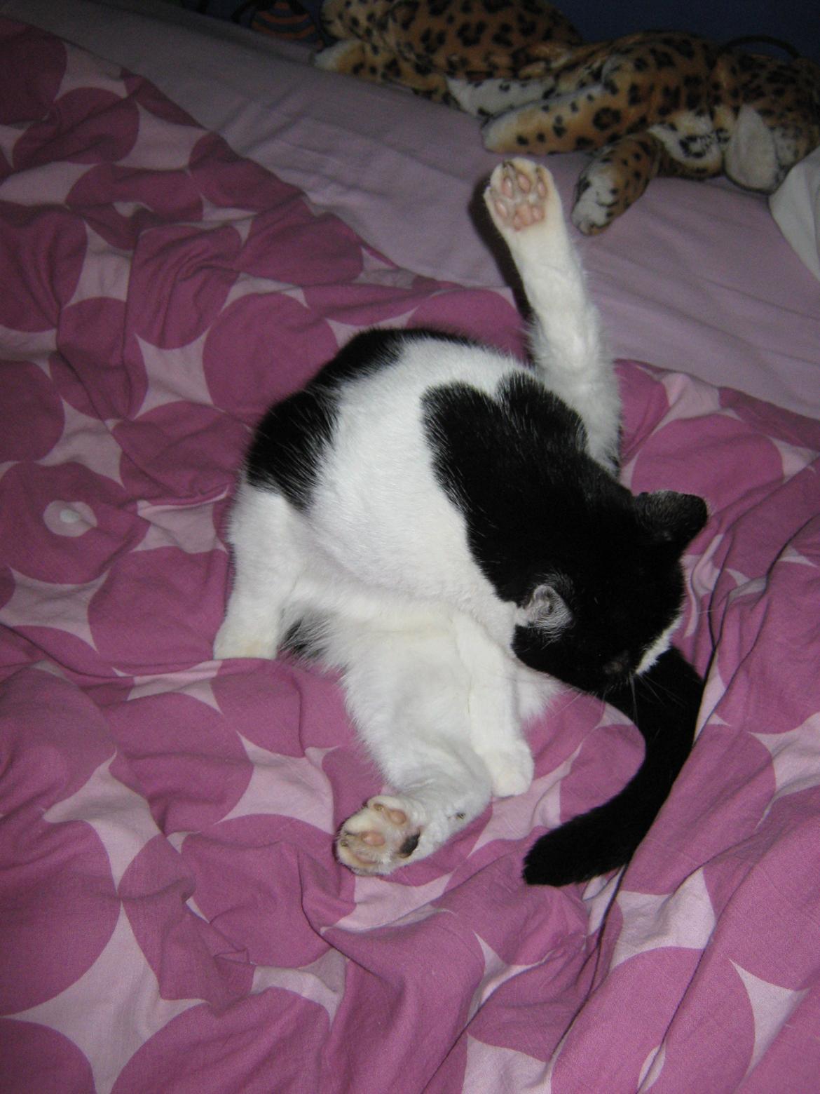 Huskat Lillemis billede 18