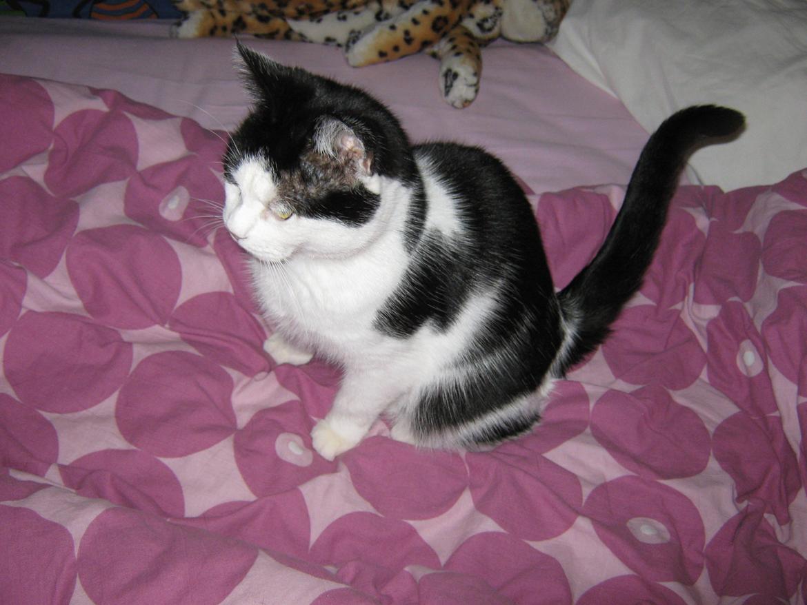 Huskat Lillemis billede 19