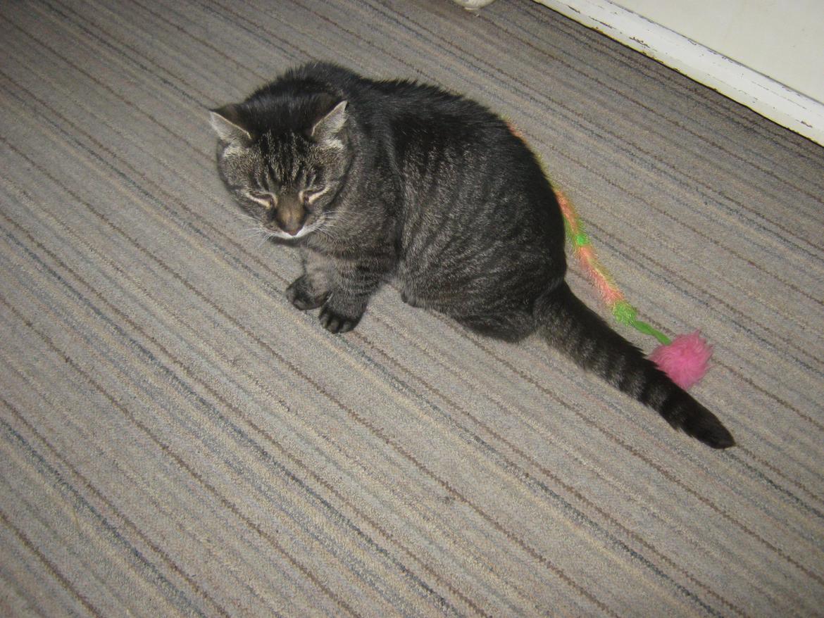 Huskat Peter billede 18