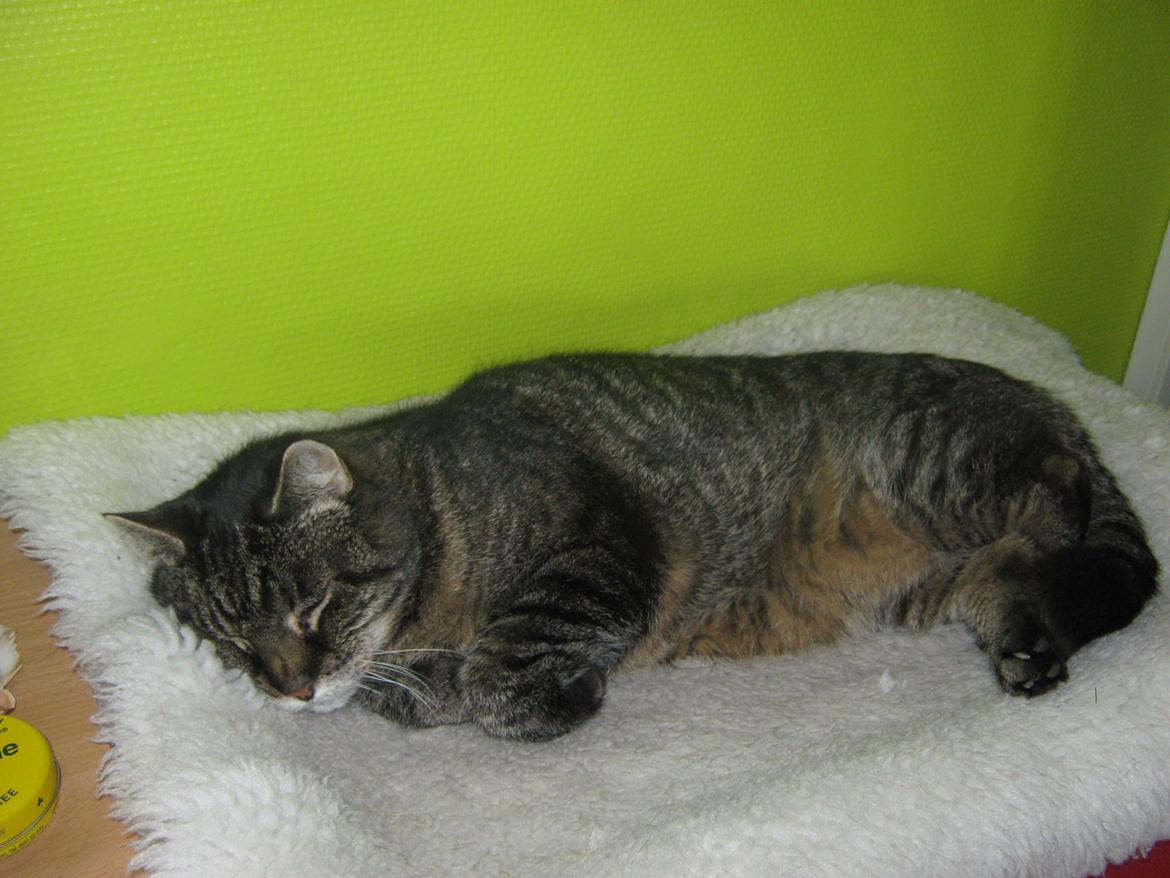 Huskat Peter billede 19