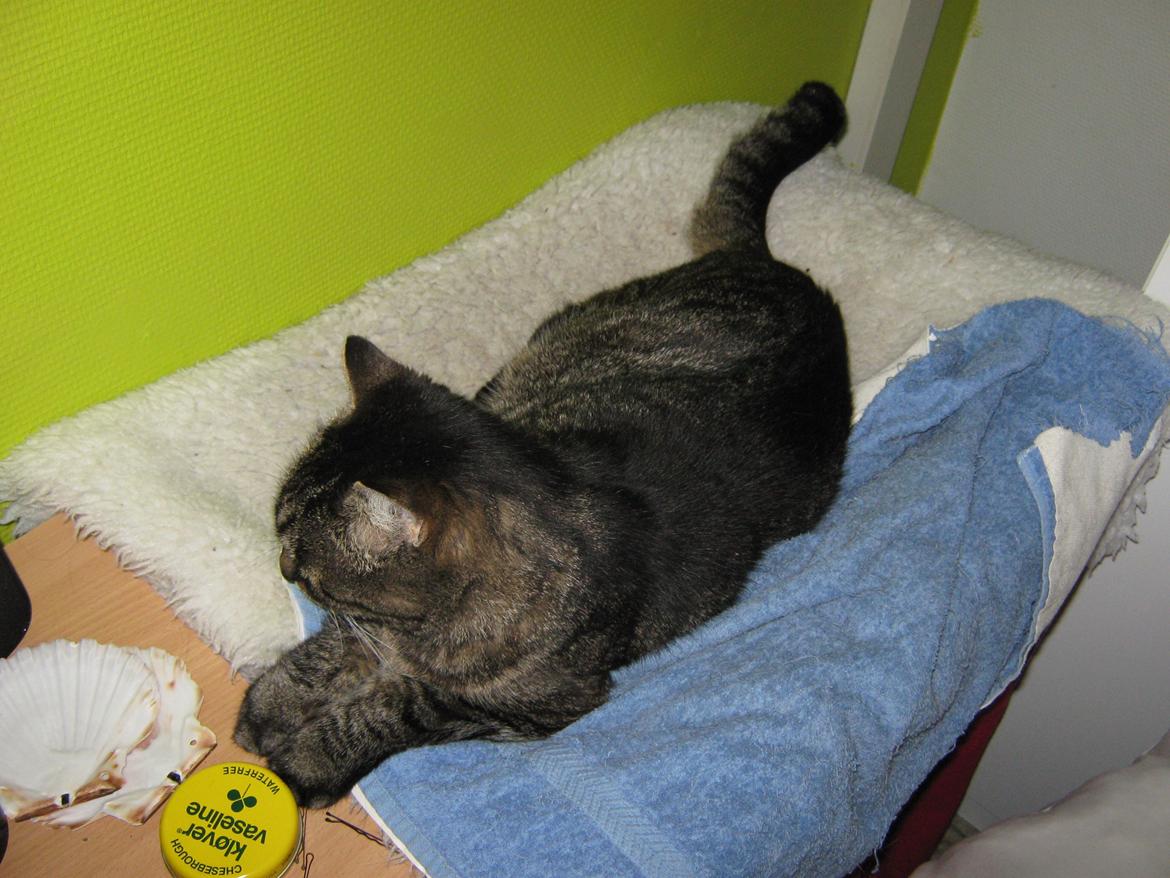 Huskat Peter billede 20