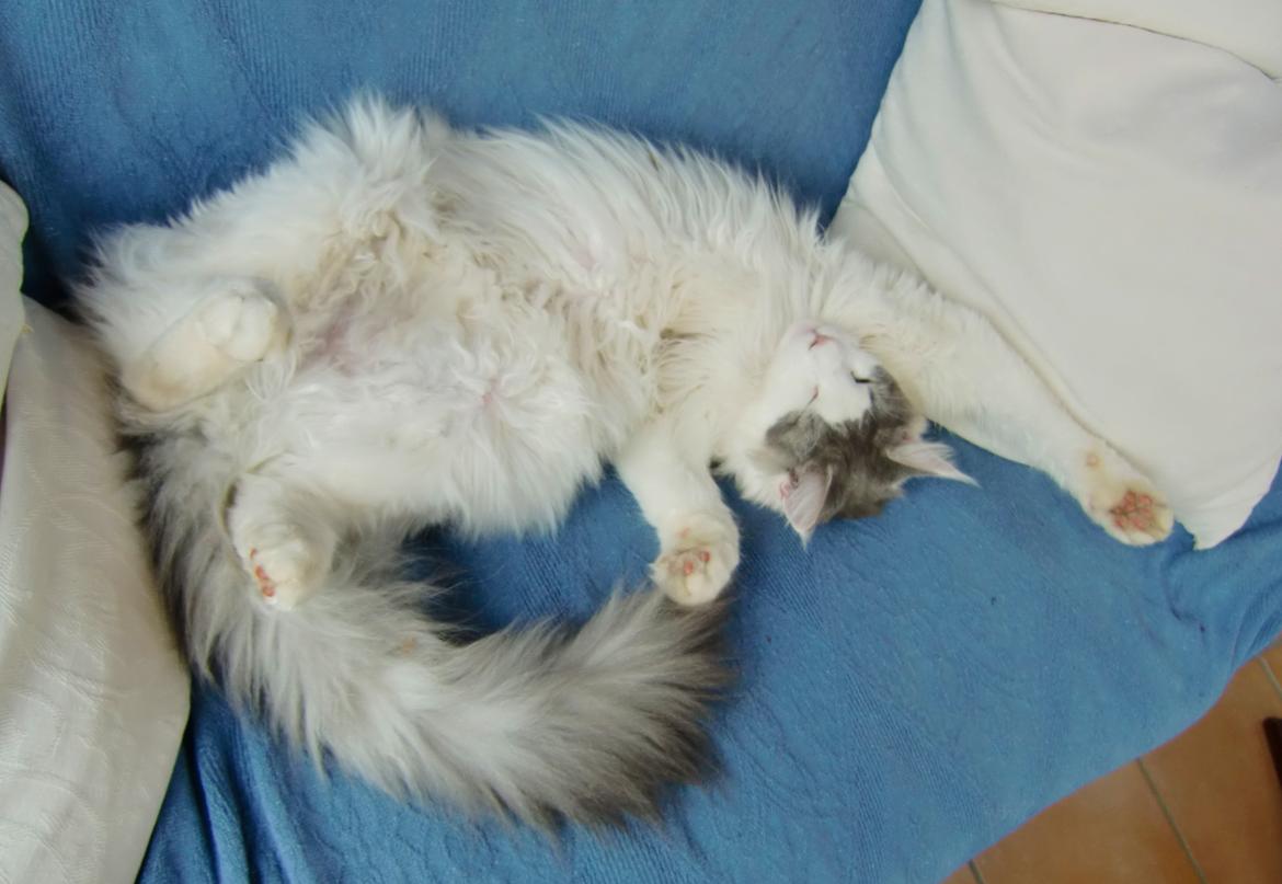 Maine Coon Milkiway - August 2012
1 år og 10 måneder gammel billede 7