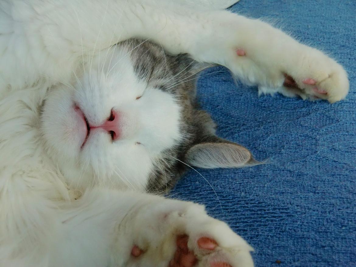 Maine Coon Milkiway - August 2012
1 år og 10 måneder gammel billede 3