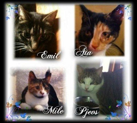 Huskat Tilde - alle sammen billede 13