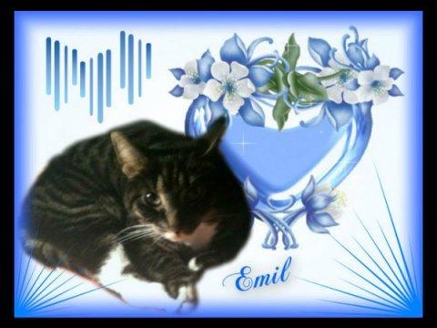 Huskat EMIL * R.I.P.* - hej og velkommen til Emil's profil :) billede 1