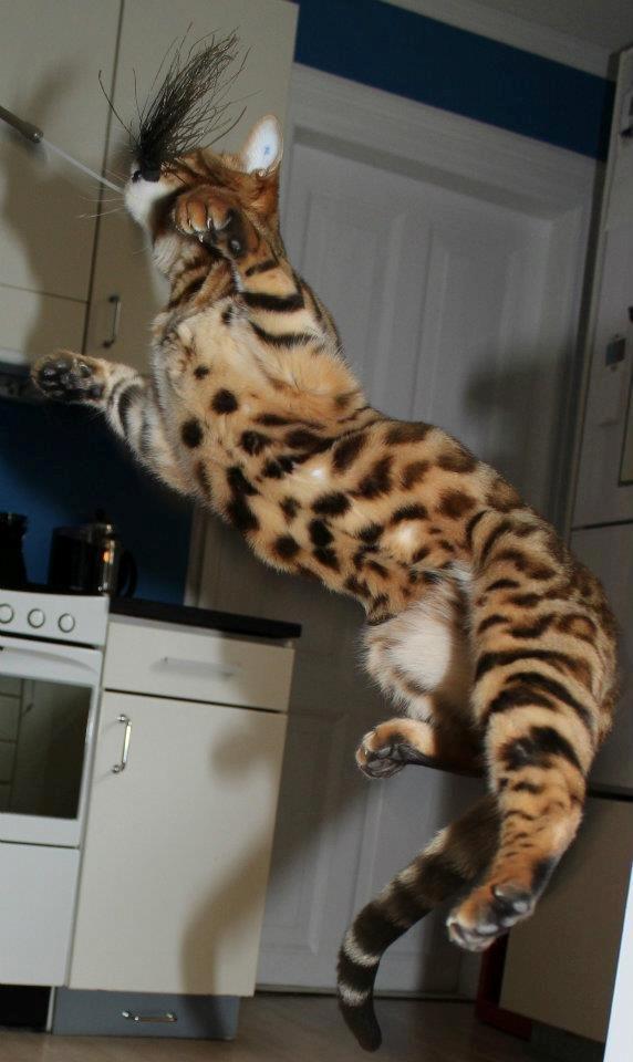 Bengal Chayton - Chayton leger (og flyver) billede 4